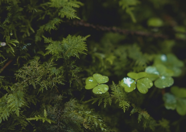 Green fern leaves